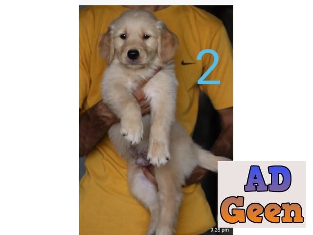 used Show quality golden retriever puppies 9315874576 for sale 